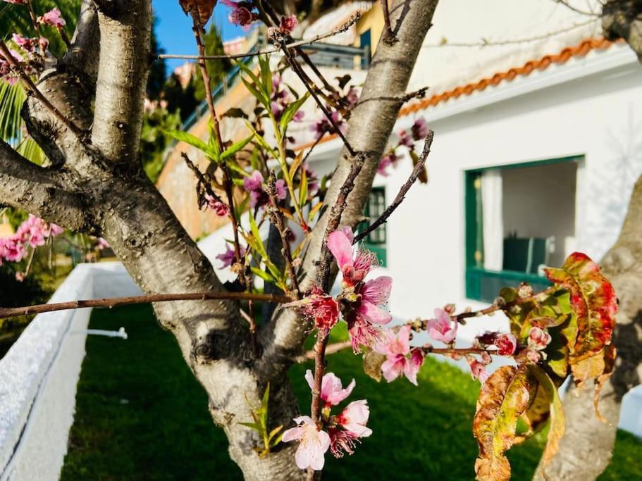 Vivienda Vacacional Con Vistas. Διαμέρισμα Sauzal Εξωτερικό φωτογραφία